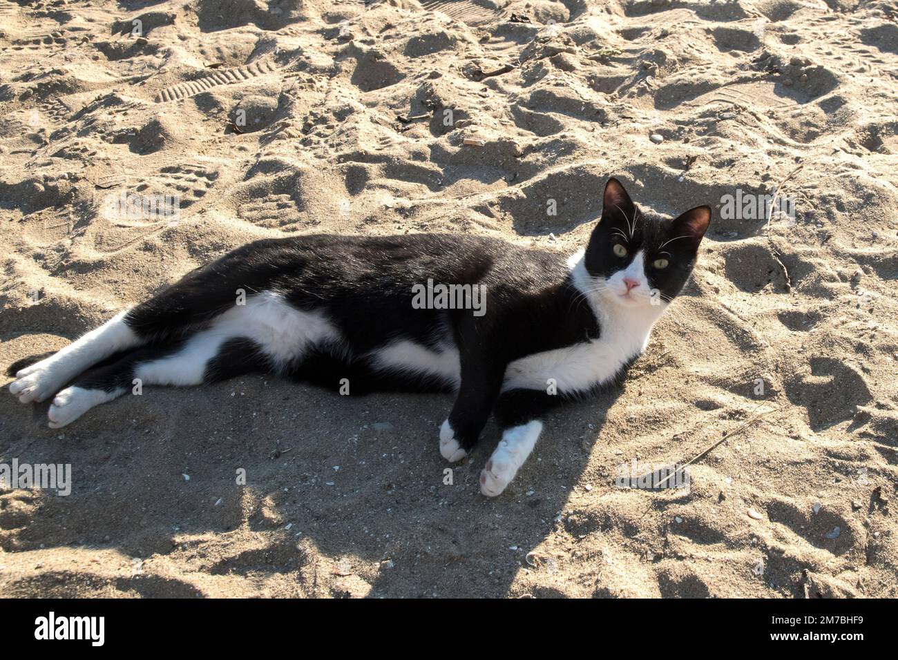 Black and white cat lying on beach sand Stock Photo - Alamy