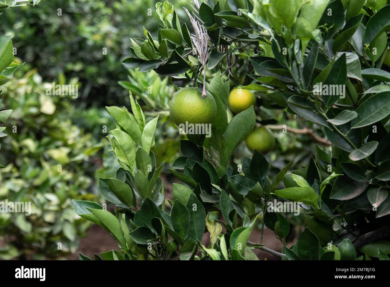 Nakuru, Kenya. 08th Jan, 2023. Ripening oranges at a smallholder fruit