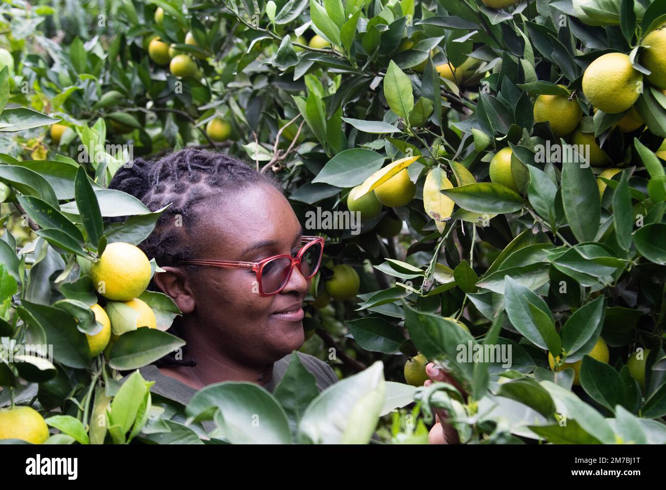 Nakuru, Kenya. 08th Jan, 2023. Monica Njoroge inspects oranges at her