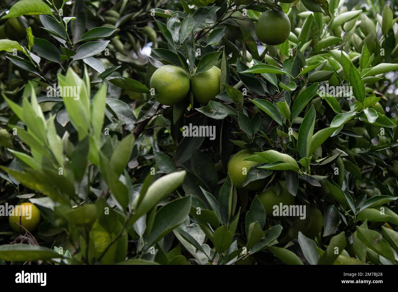 Nakuru, Kenya. 08th Jan, 2023. Ripening oranges at a smallholder fruit