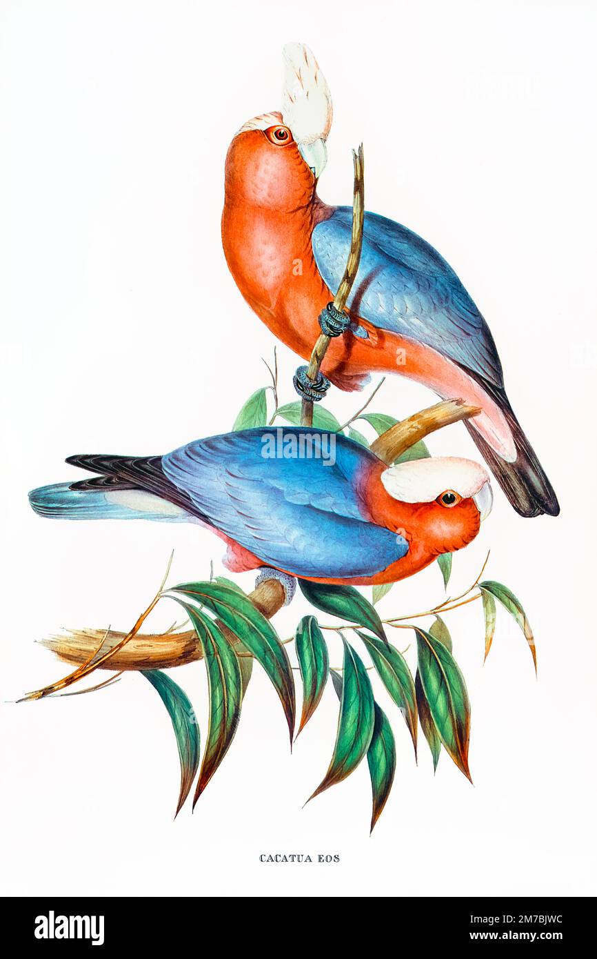Illustration Of Colorful Tropical Birds Stock Photo Alamy