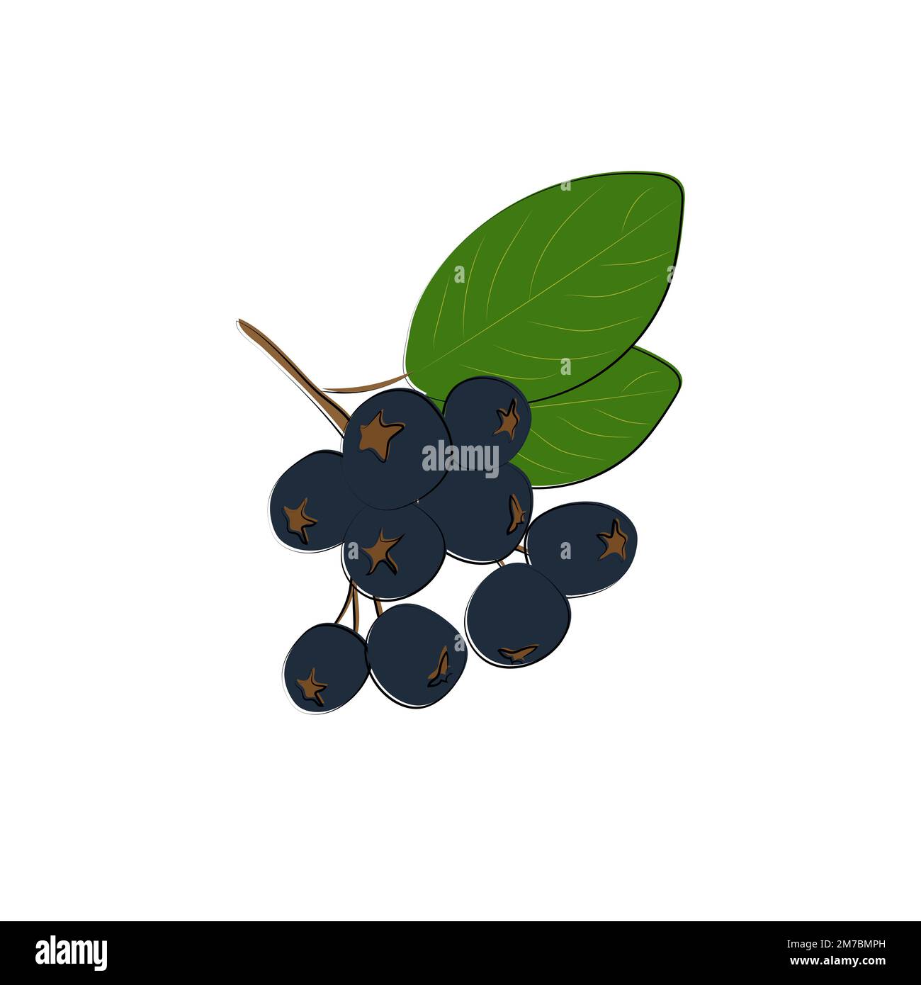 Black Rowan icon. Black mountain ash sign. Flat isolated icon. Vector