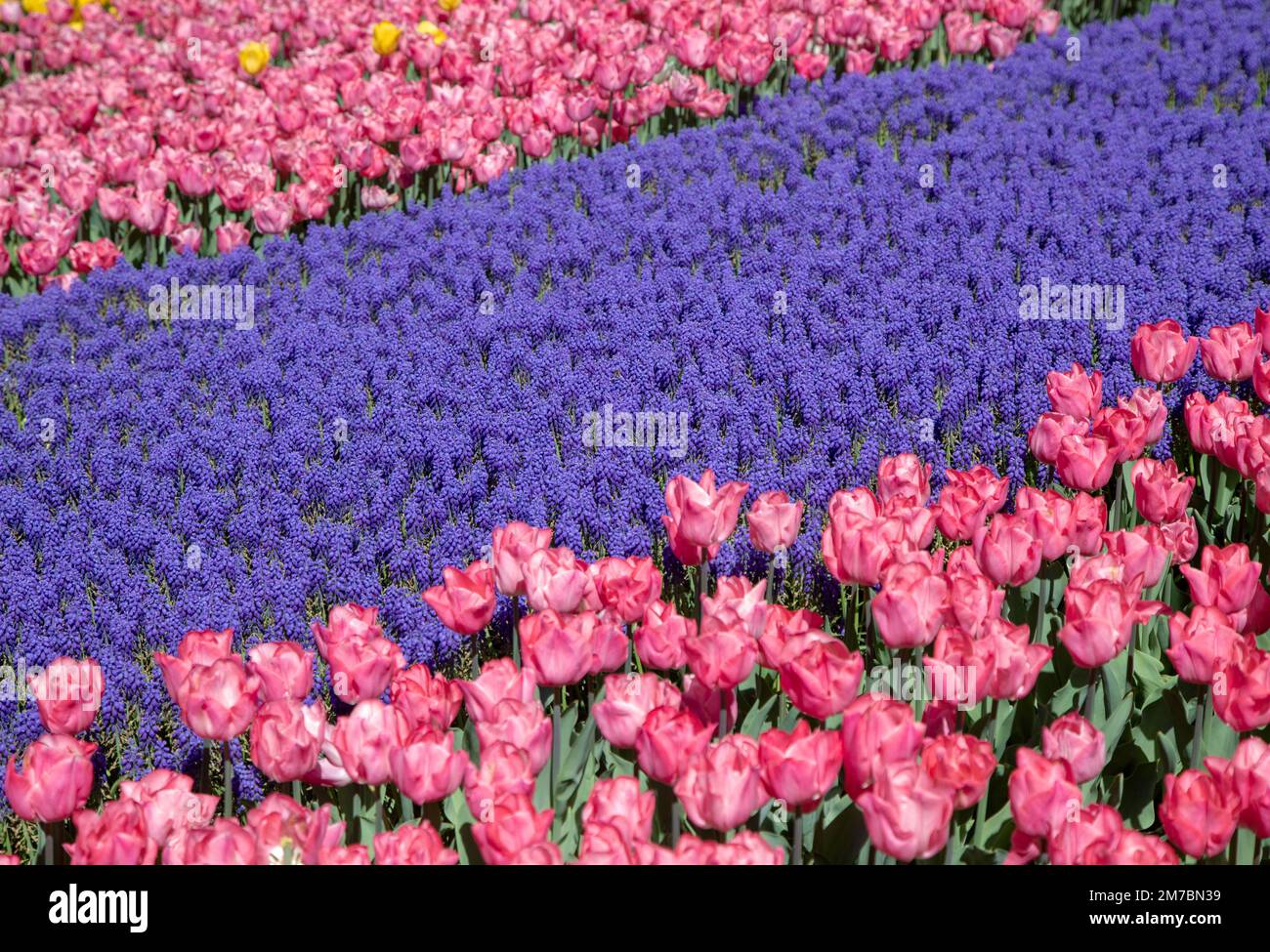 Beautiful view purple tulip hi-res stock photography and images - Alamy