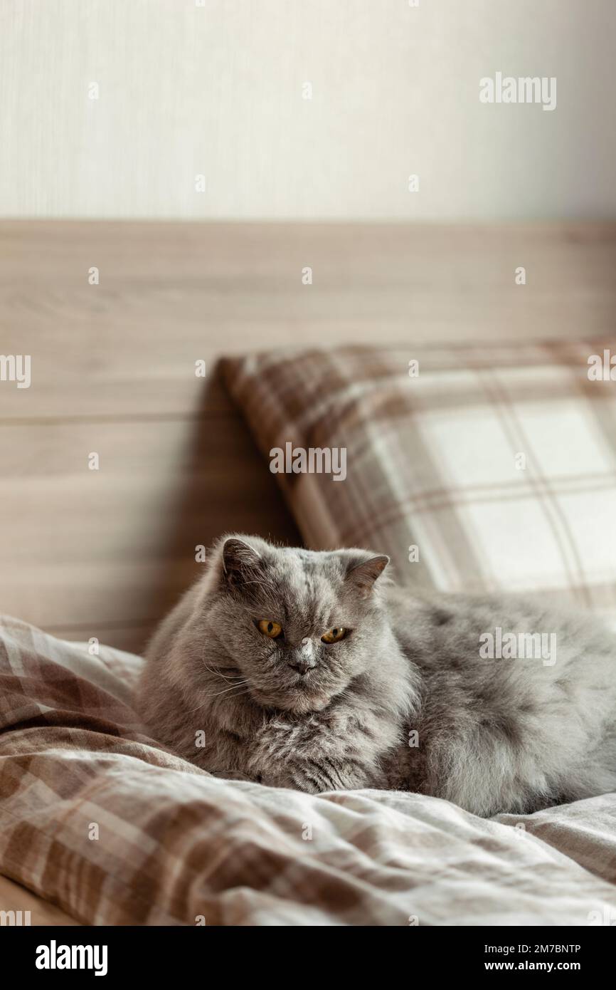 a fluffy grey british longhair cat relaxing on bed in bedroom, autumn or winter cozy bedroom concept Stock Photo