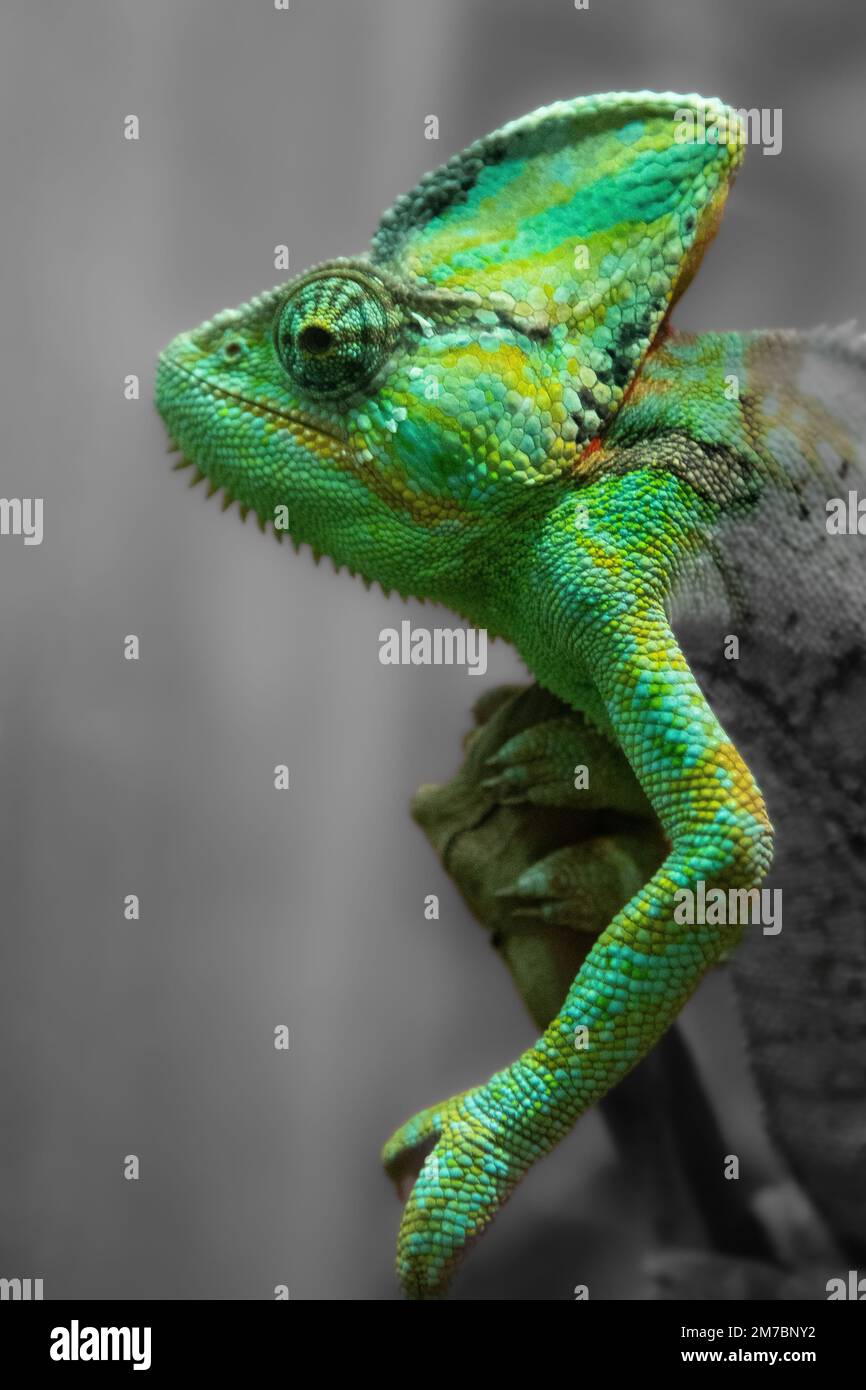 The green chameleon Chamaeleonidae is a family of lizards that can change body color. Bright