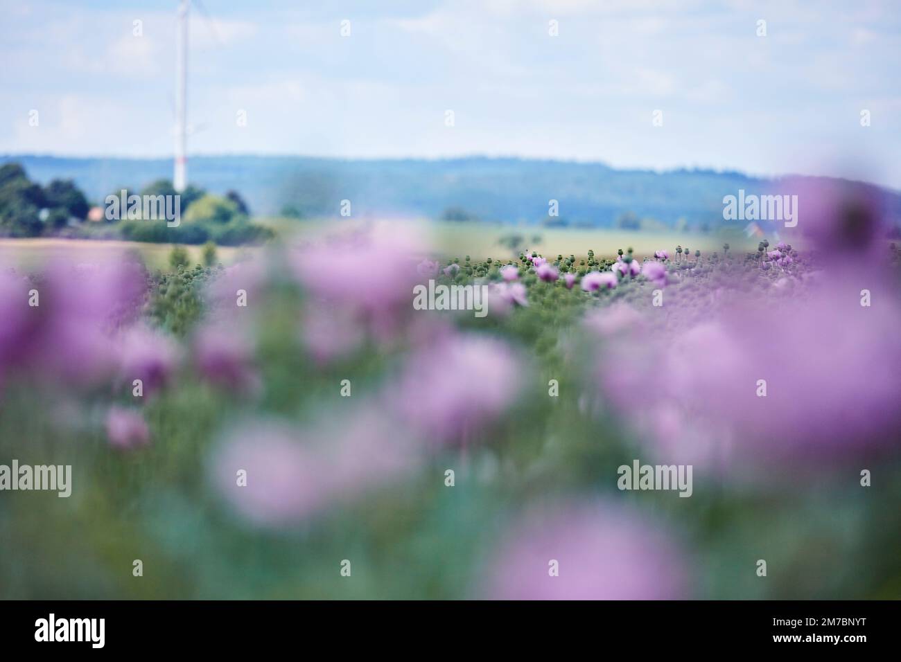 Mohn anbau hi-res stock photography and images - Alamy