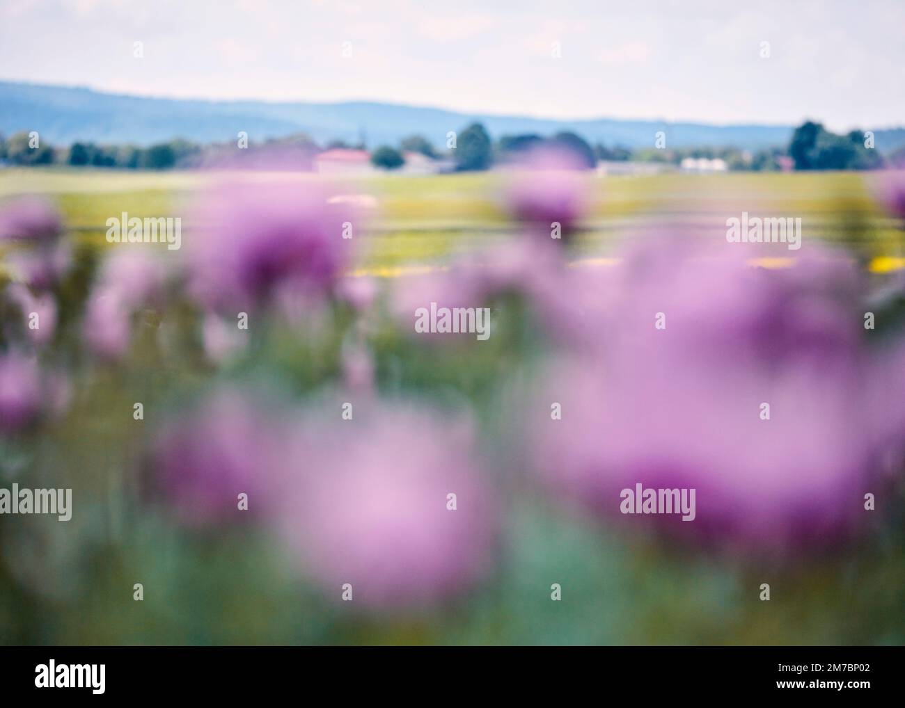 Backmohn ANbau, kein WIldwuchs Stock Photo