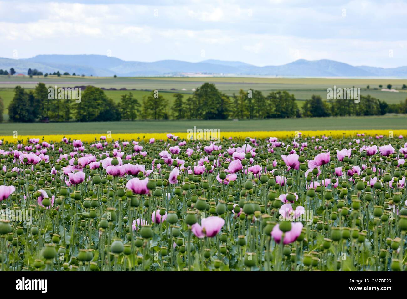 Mohn anbau hi-res stock photography and images - Alamy