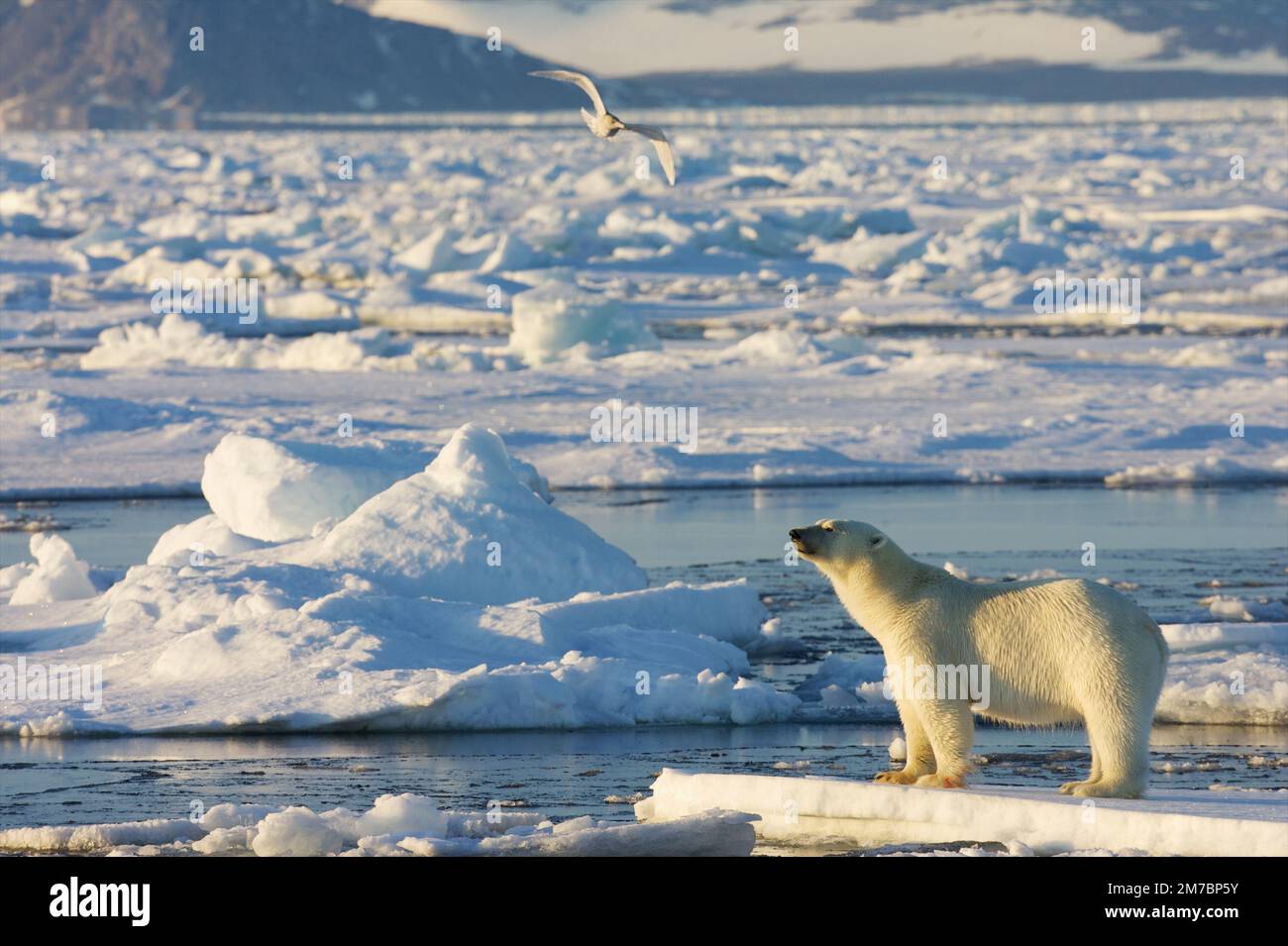 Young female polar bear on drift ice Stock Photo