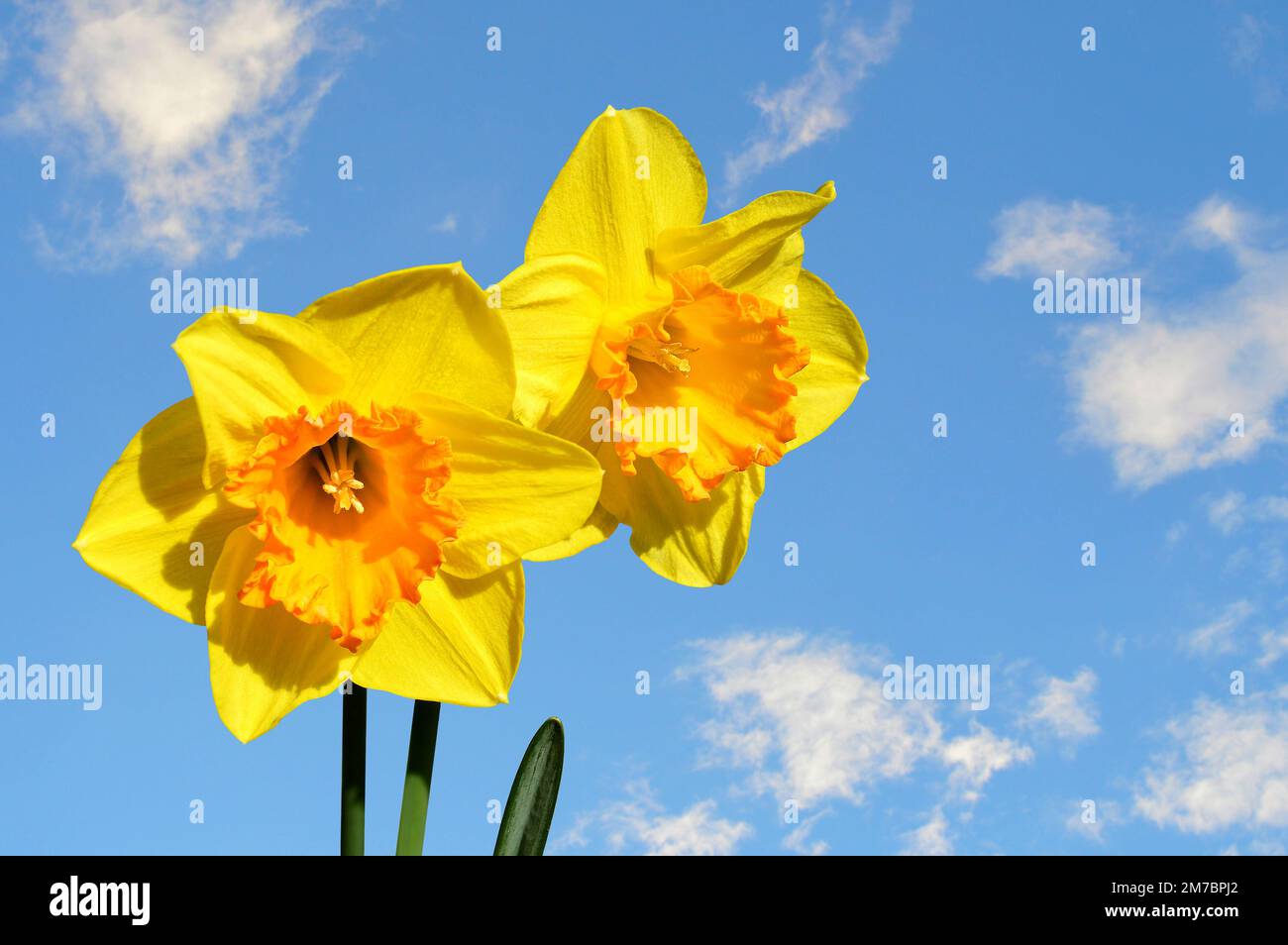 Daffodils Latin name Narcissus Gold Medal flowers Stock Photo Alamy