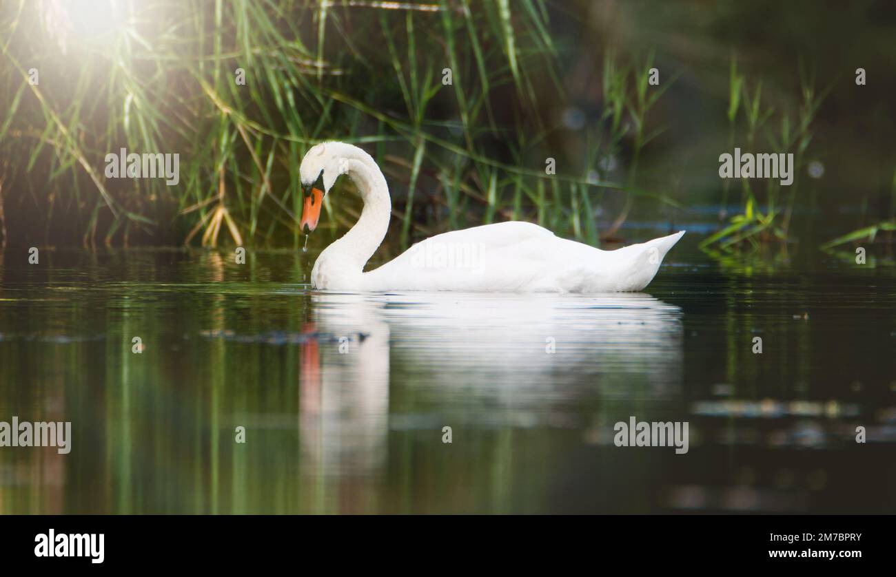 White swan is swimming at sunset, sunbeams and reflection, water birds