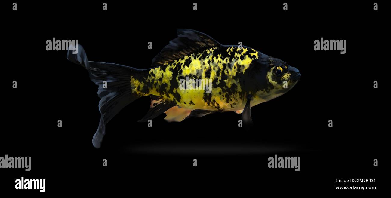 Transparent black and white fish on a black background Stock Photo