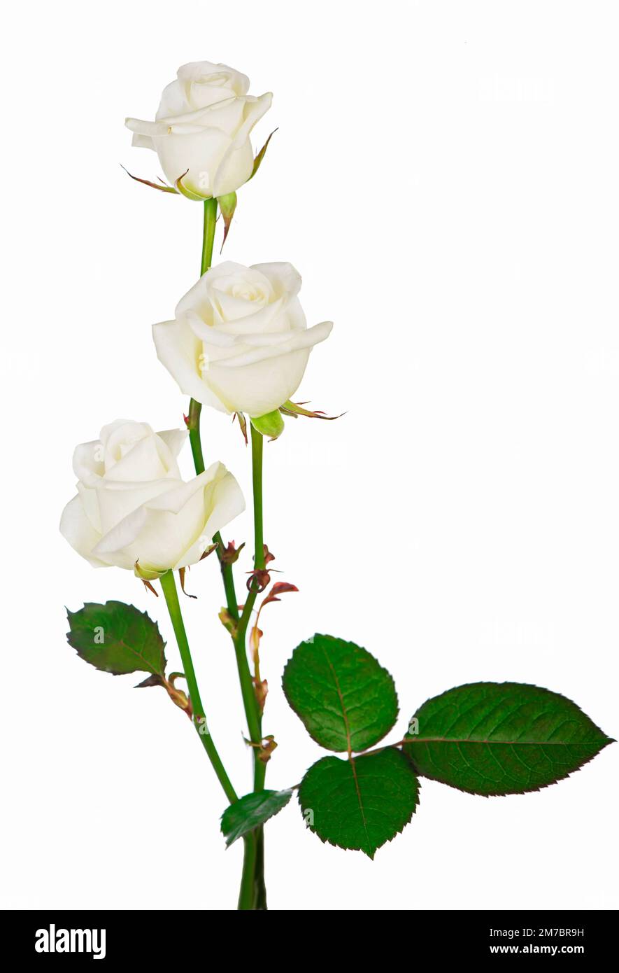 white Roses isolated on the white background Stock Photo - Alamy