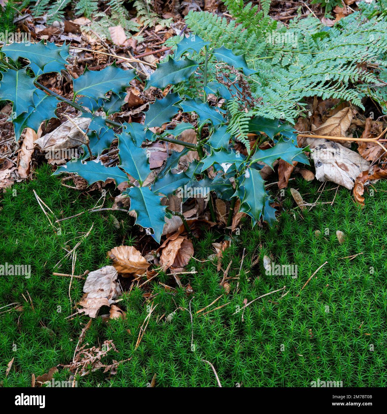 Moss mat hi-res stock photography and images - Alamy