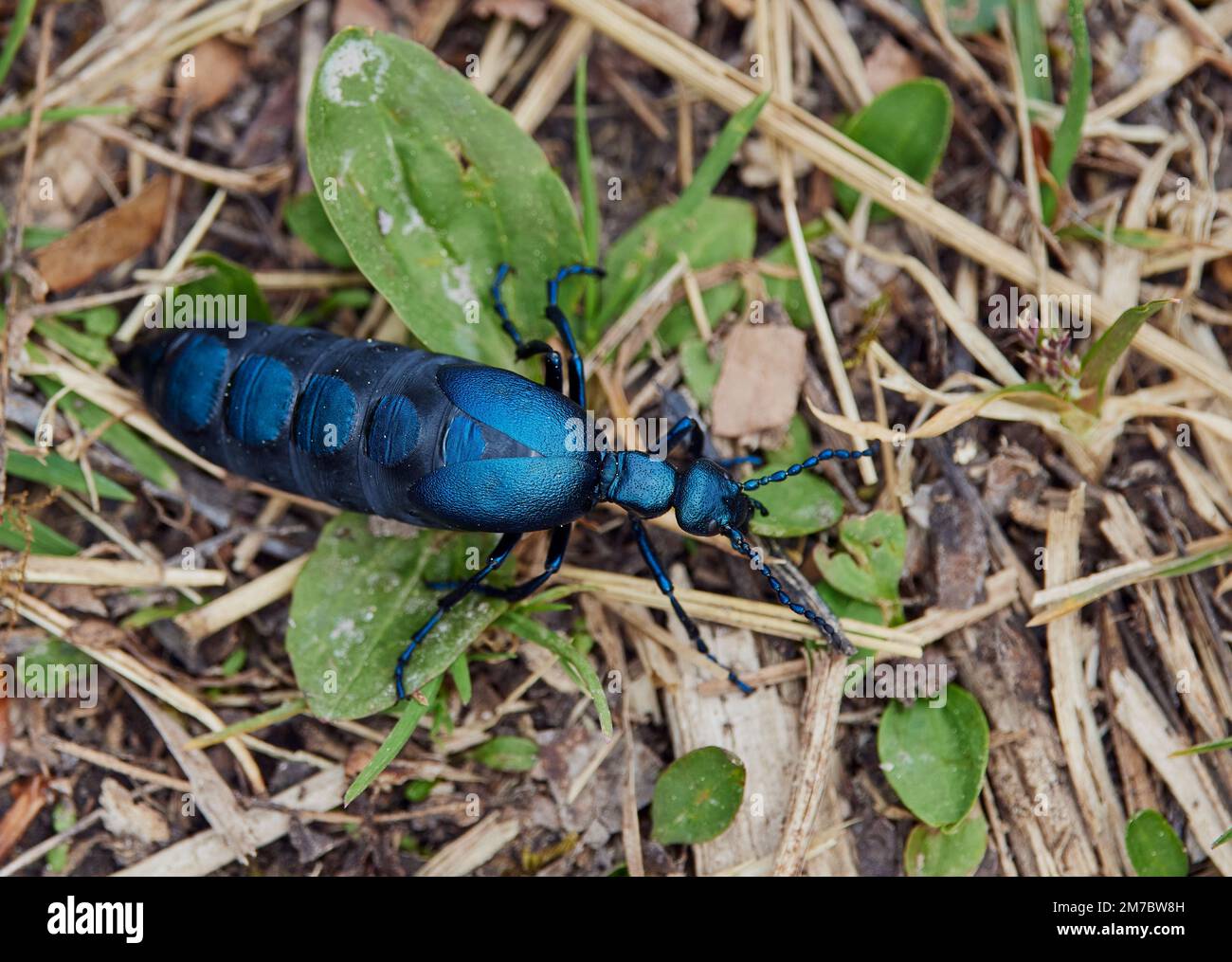 Meloe species hires stock photography and images Alamy