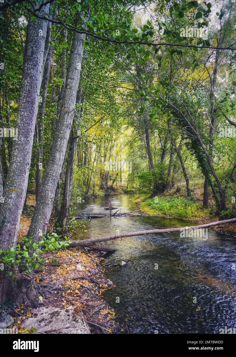 A vertical shot of shallow river flowing through green and yellow trees ...