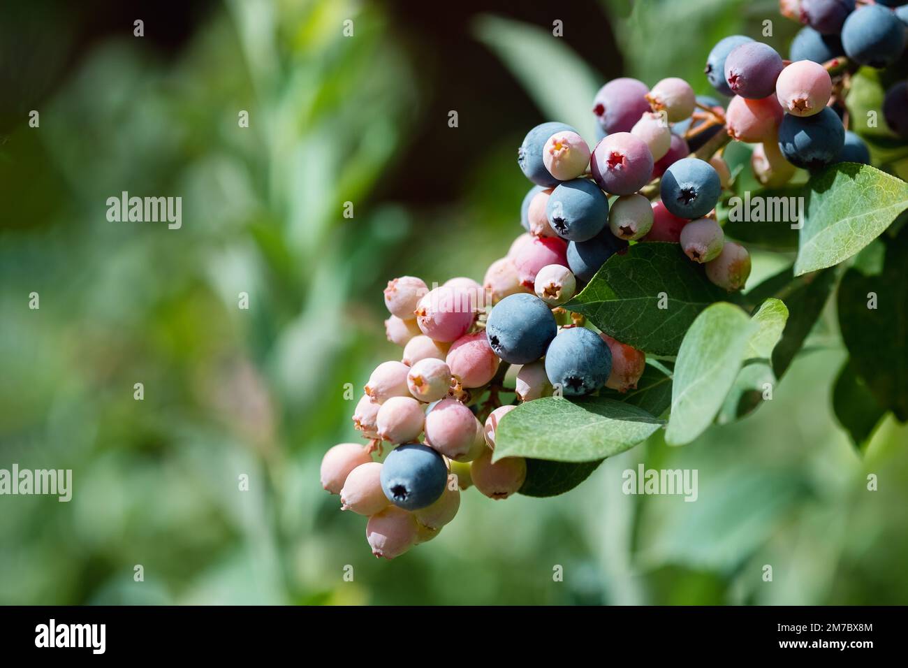 Really Ripe Blueberries Ripe blueberries are ready for collection, close-up. Fresh organic ...