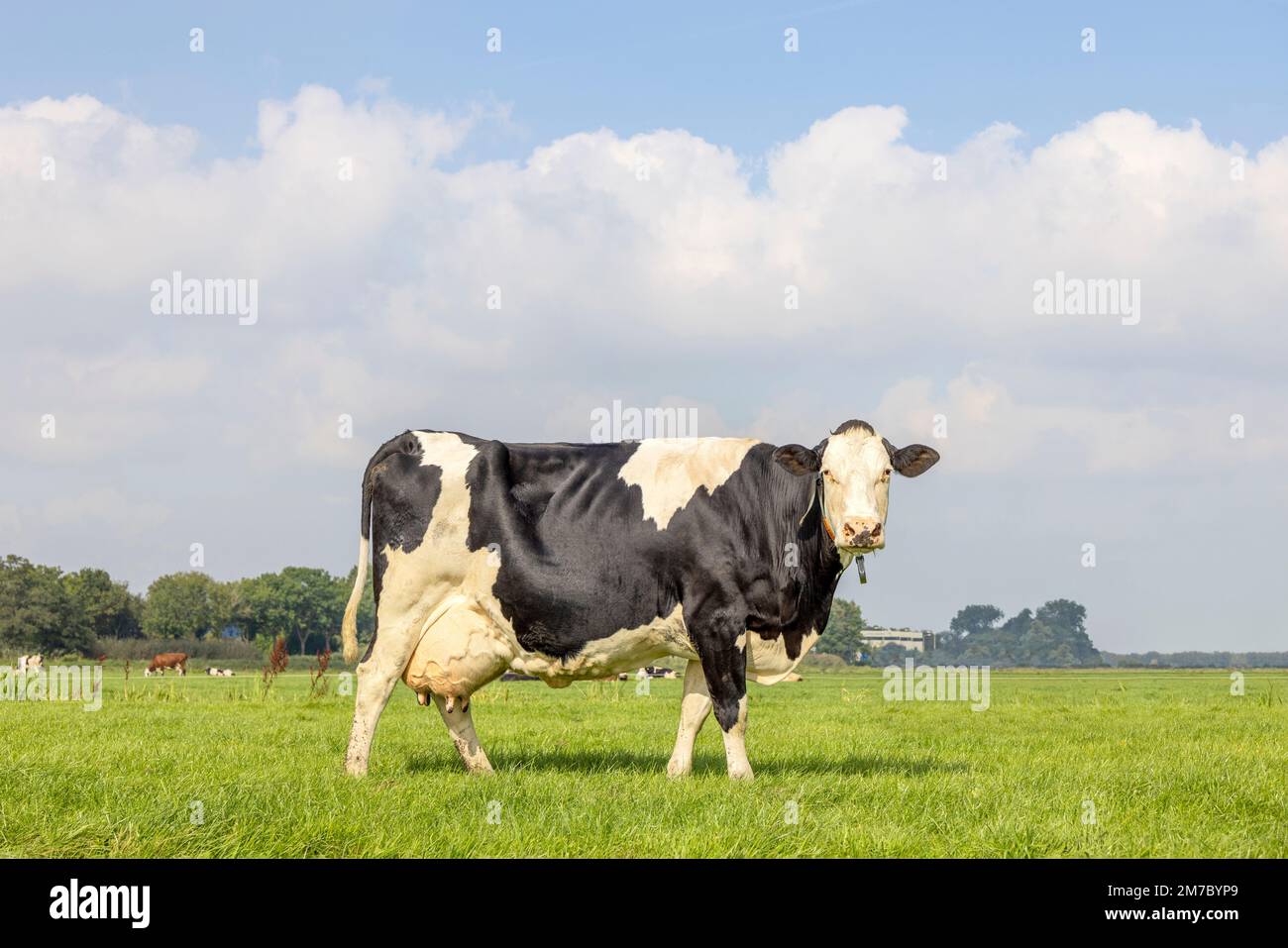 Black and white cow with large full udder, standing on green grass in a meadow, pasture in the Netherlands, friesian holstein and a blue sky Stock Photo