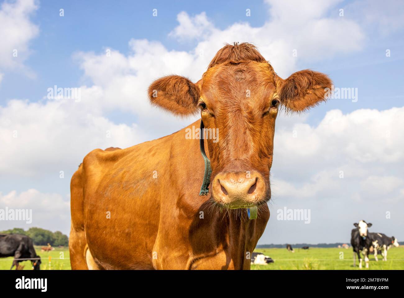 Cow portrait of a lovely red one looking, friendly and calm expression, a sky background Stock Photo