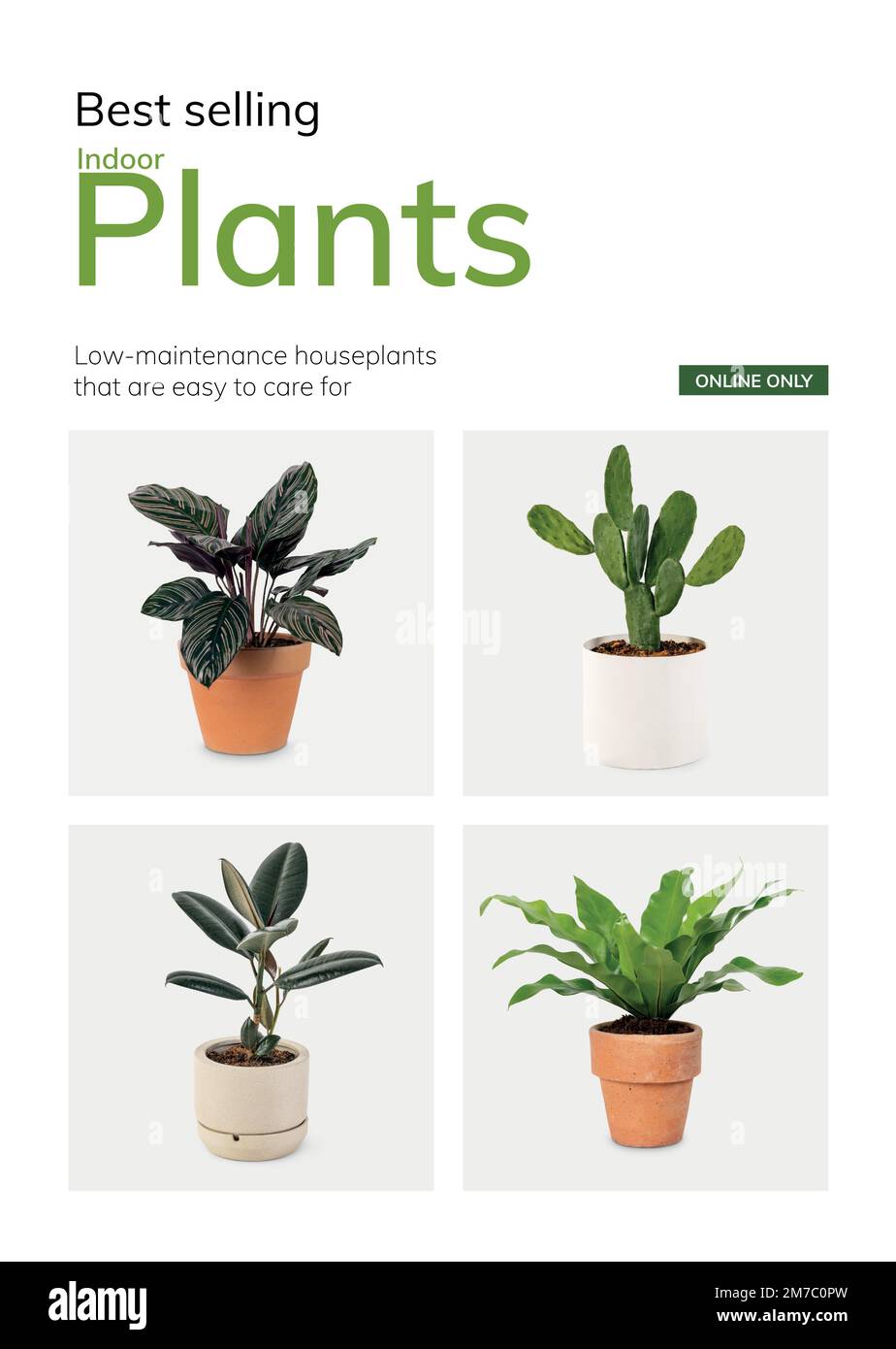 Selling cactus Stock Vector Images Alamy