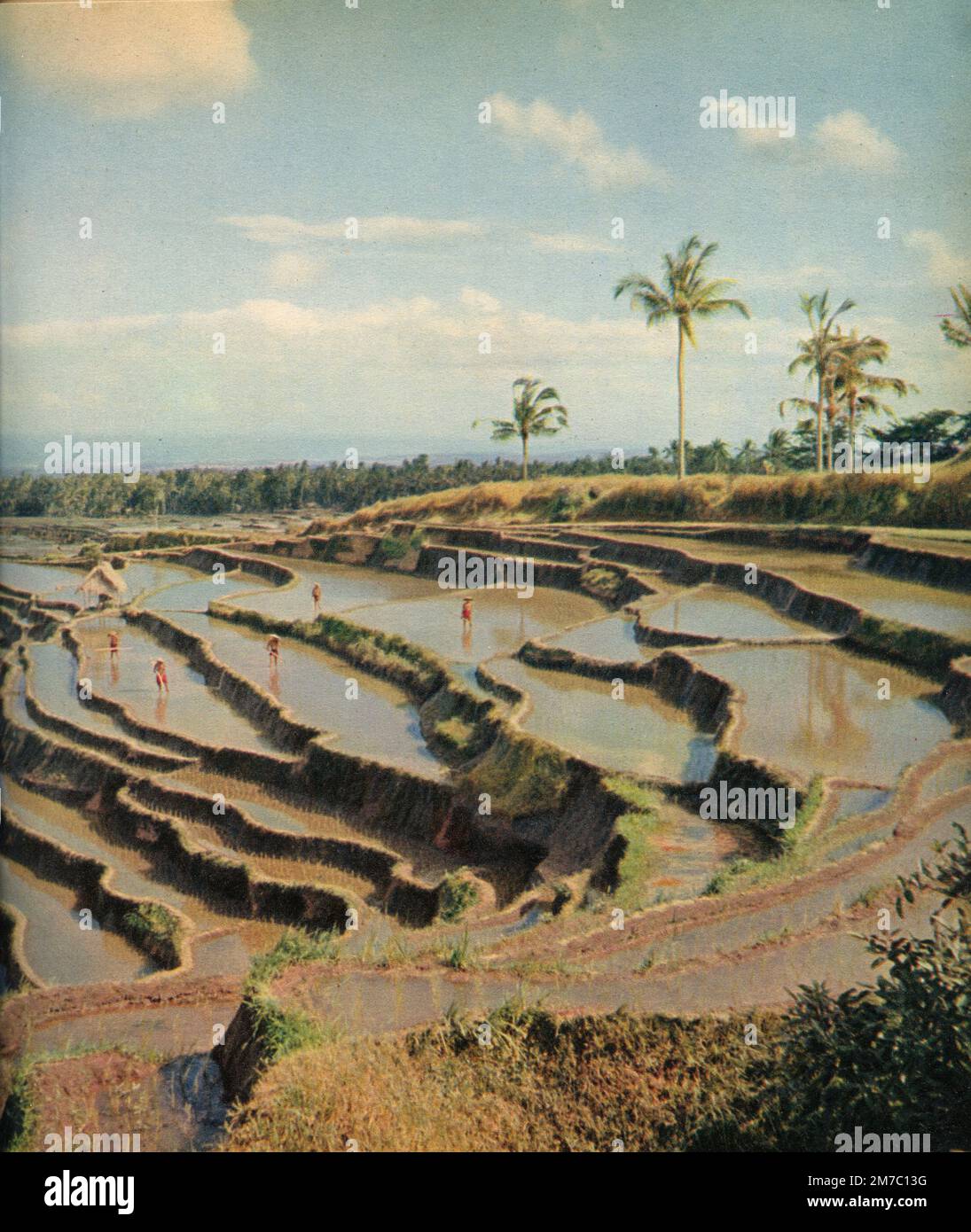 Rice paddy suspended on the slopes of the volcano in Borneo from the documentary film Lost Continent, Italy 1955 Stock Photo