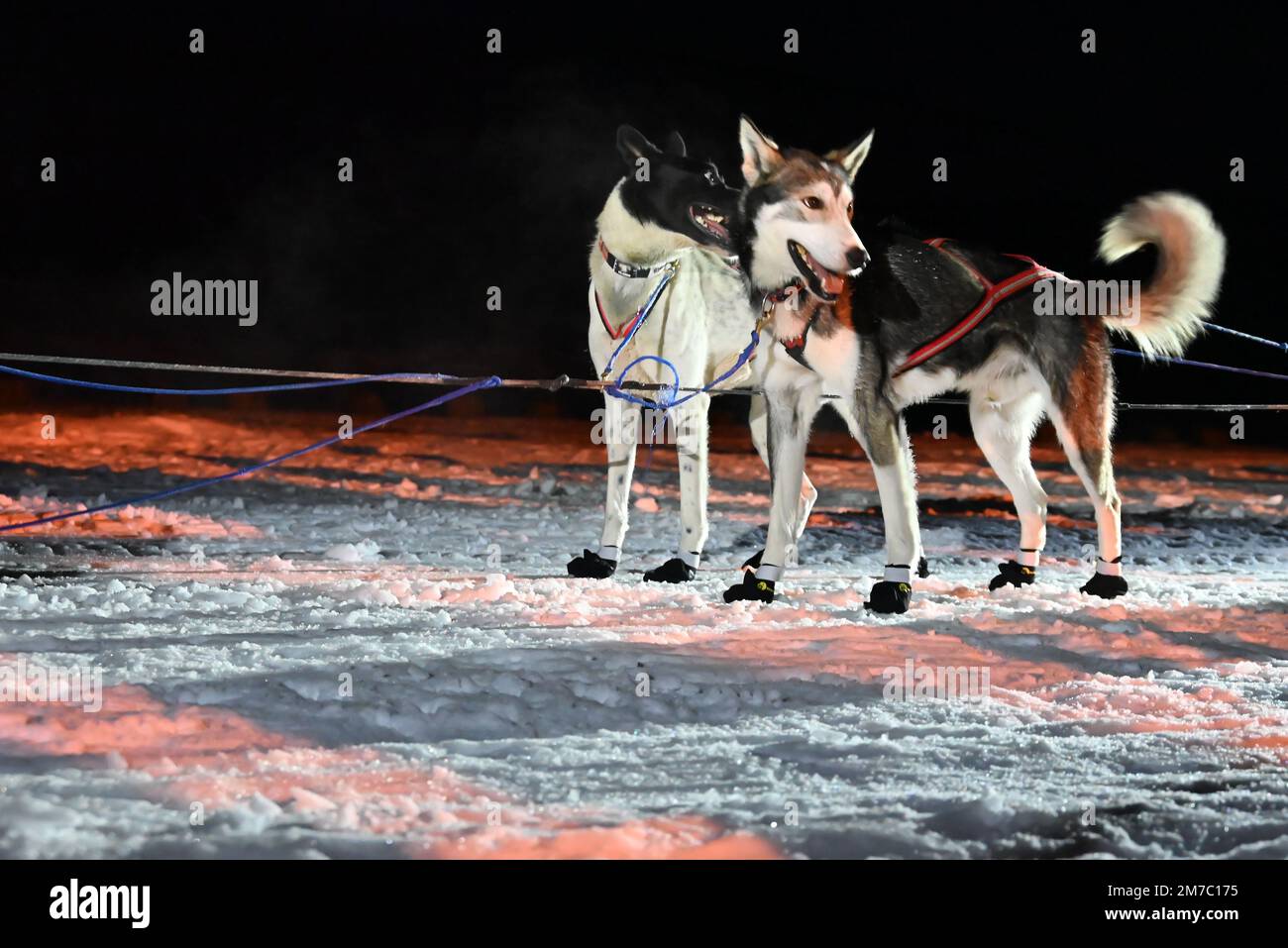 After a mandatory stop in Karasjok, a sled dog team is ready to start ...