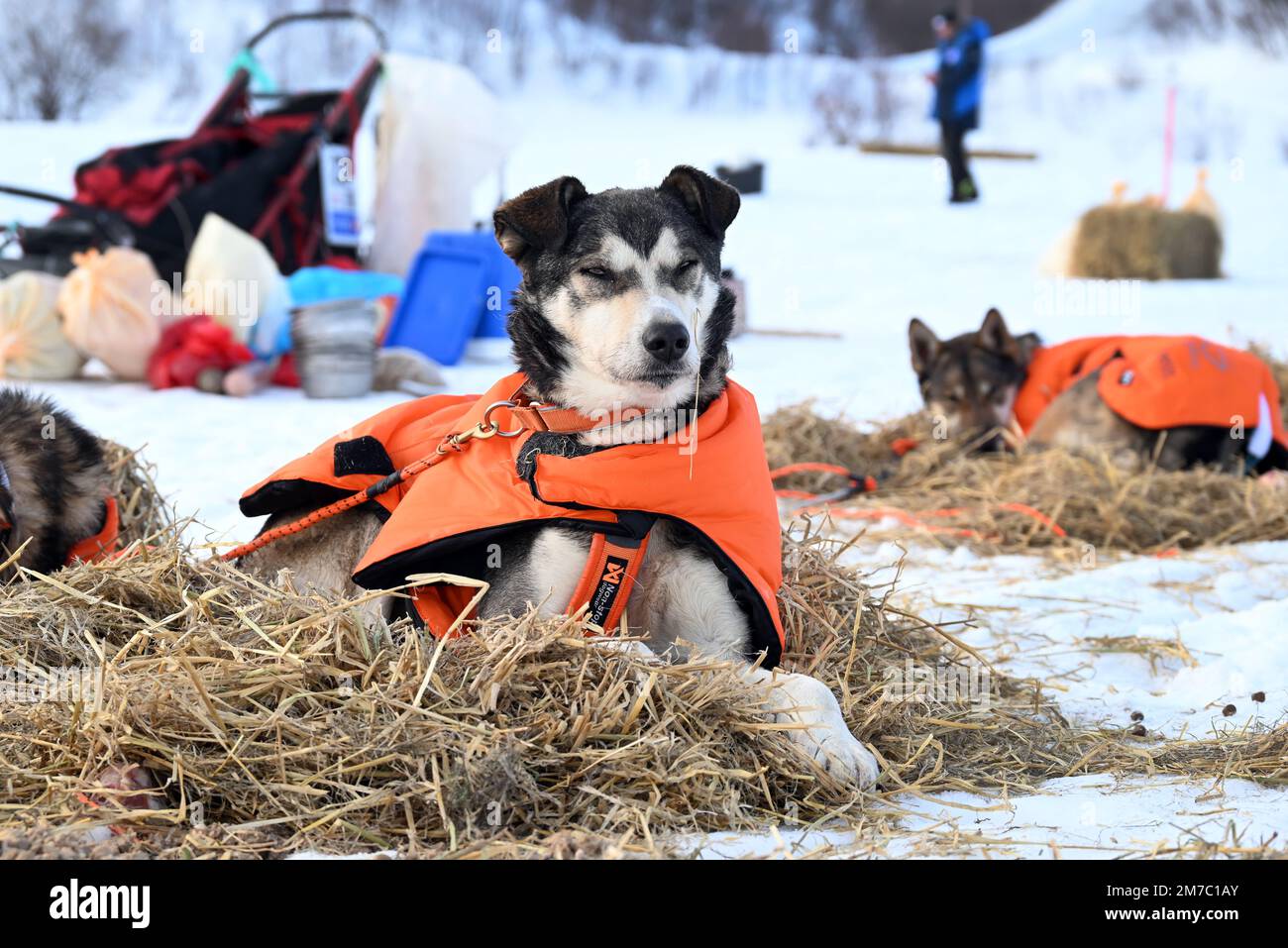 Do Sled Dogs Sleep Outside