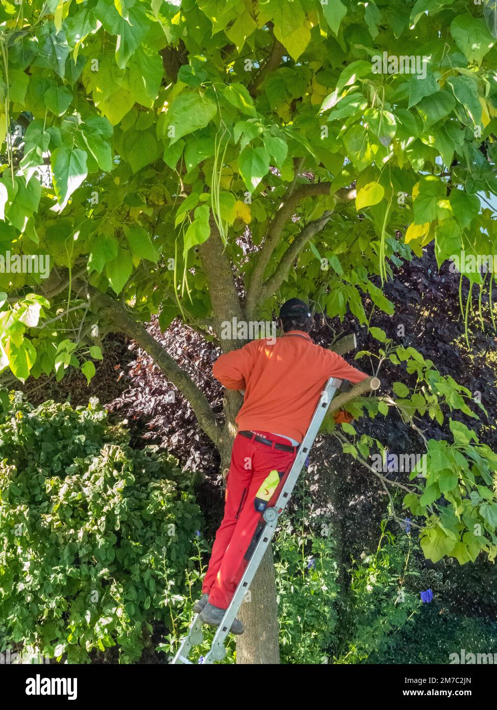 Chinese catalpa, yellow catalpa (Catalpa ovata), gardener cutting back a trumpet tree, rear view Stock Photo
