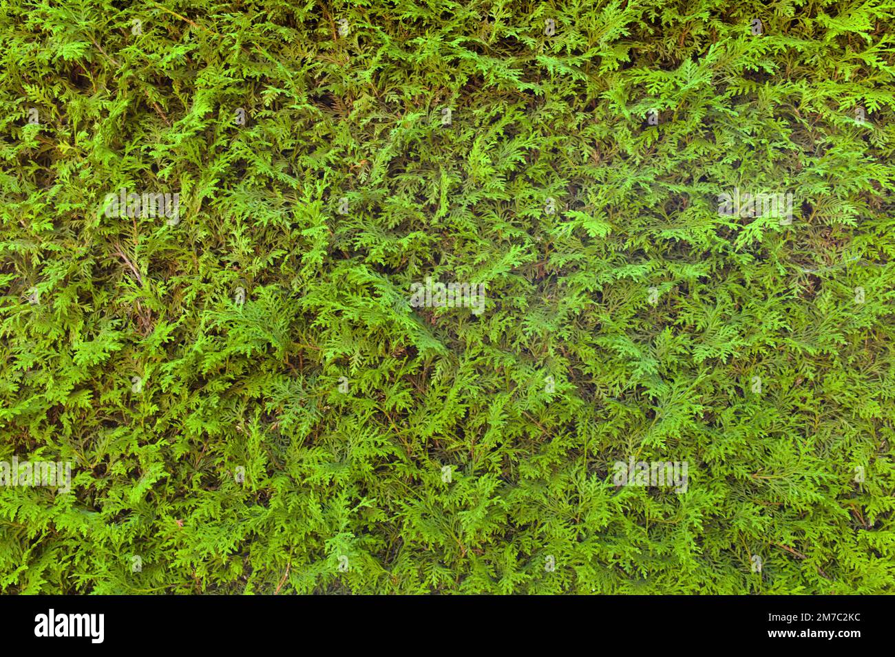 yellow cedar, eastern white cedar (Thuja occidentalis), Thuja hedge