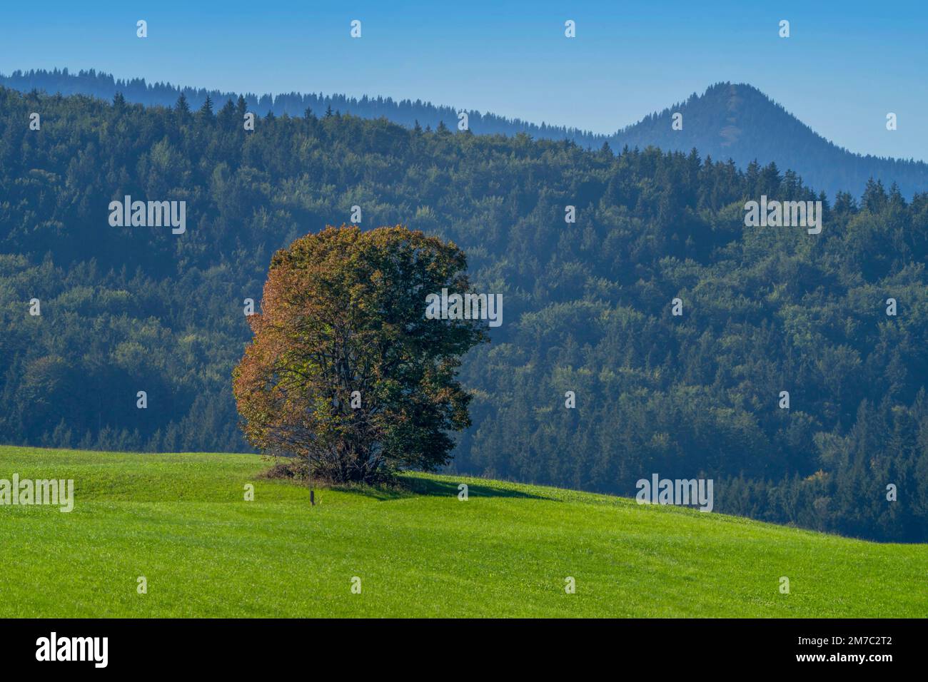 deciduous tree in a meadow, Hirschberg in the background , Germany, Bavaria, Region Habach bei Murnau Stock Photo