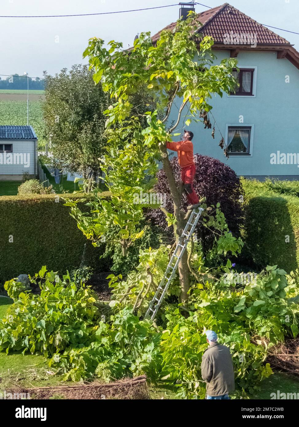 Chinese catalpa, yellow catalpa (Catalpa ovata), gardener cutting back a trumpet tree Stock Photo