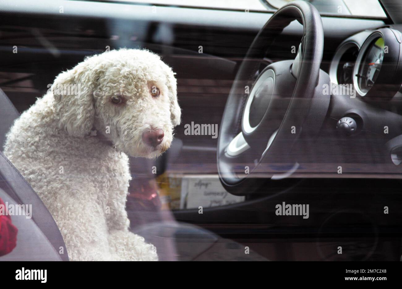 Italian Waterdog (Canis lupus f. familiaris), waiting in the driver's seat in the car, Germany Stock Photo
