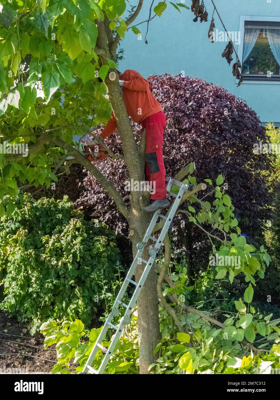 Chinese catalpa, yellow catalpa (Catalpa ovata), gardener cutting back a trumpet tree, side view Stock Photo