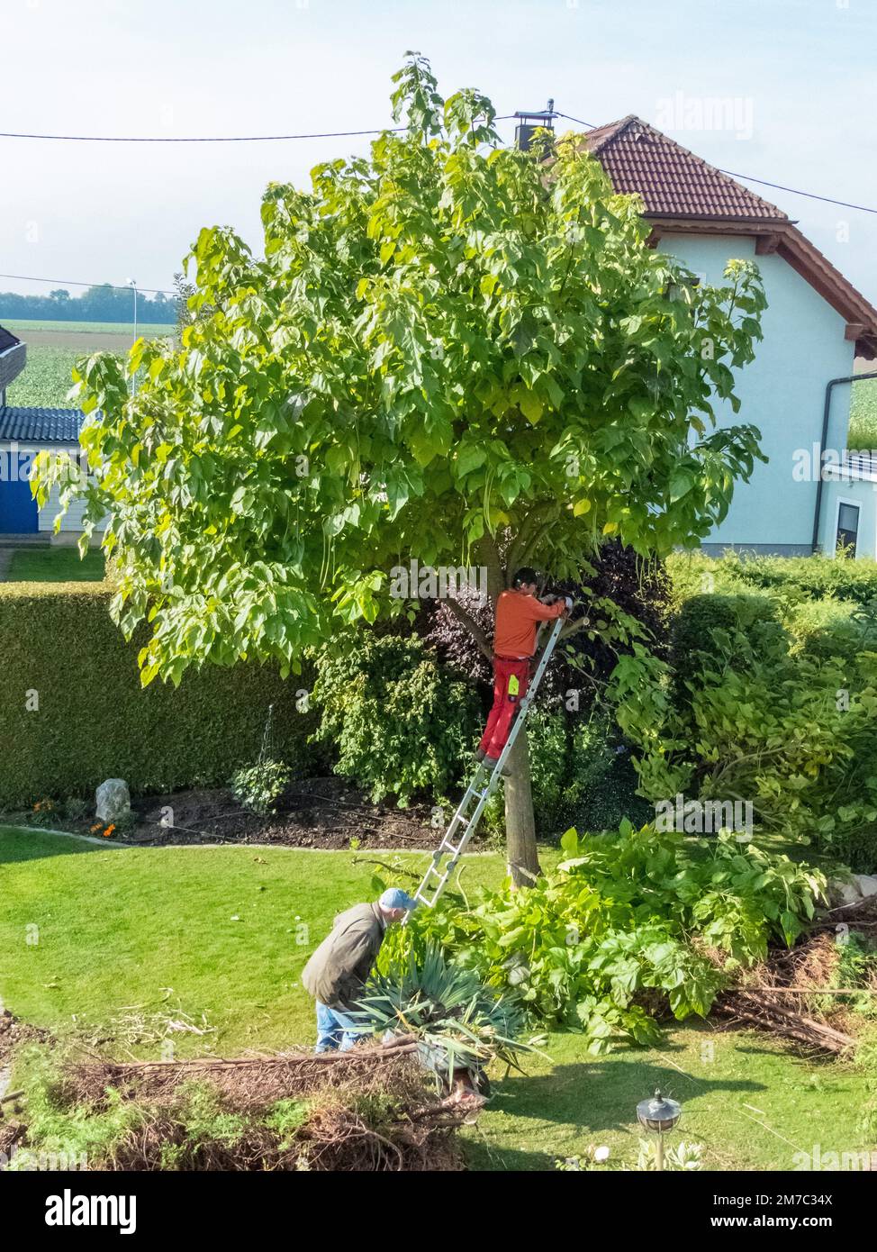 Chinese catalpa, yellow catalpa (Catalpa ovata), gardener cutting back a trumpet tree Stock Photo