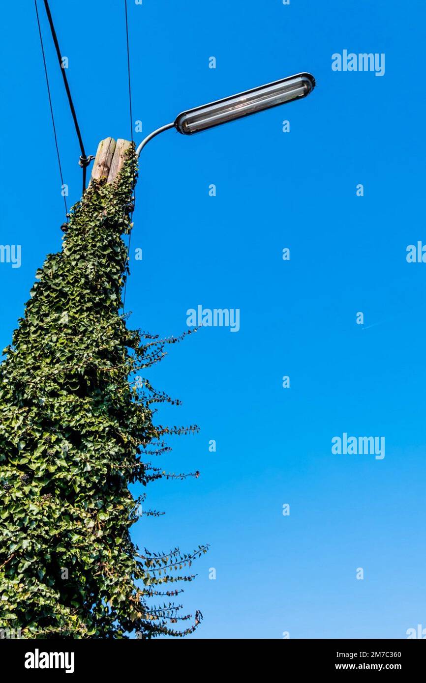 English ivy, common ivy (Hedera helix), street-lamp and power pole with ivy, Austria Stock Photo