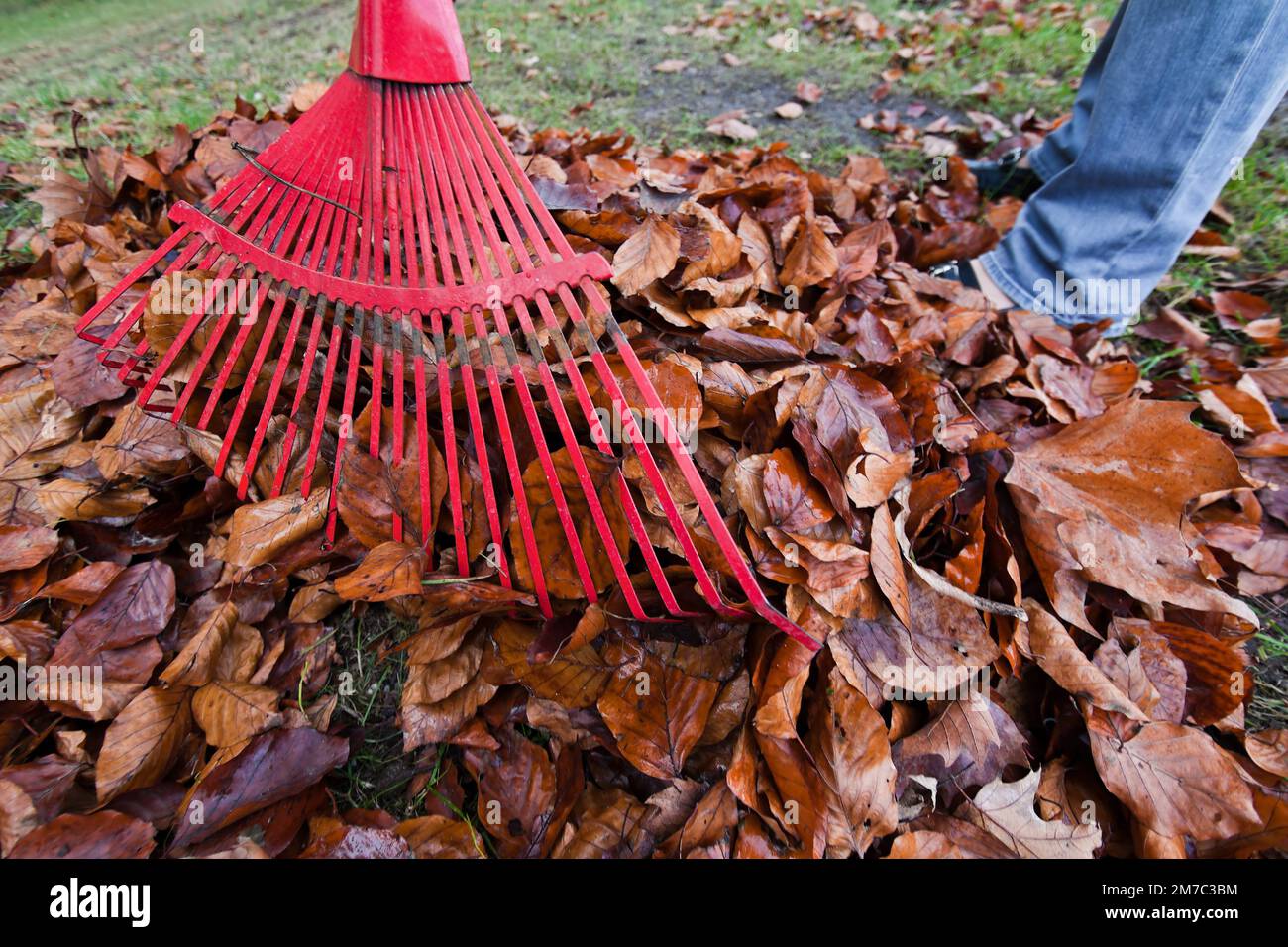 autumn leaves are raked together with a leaf rake Stock Photo Alamy