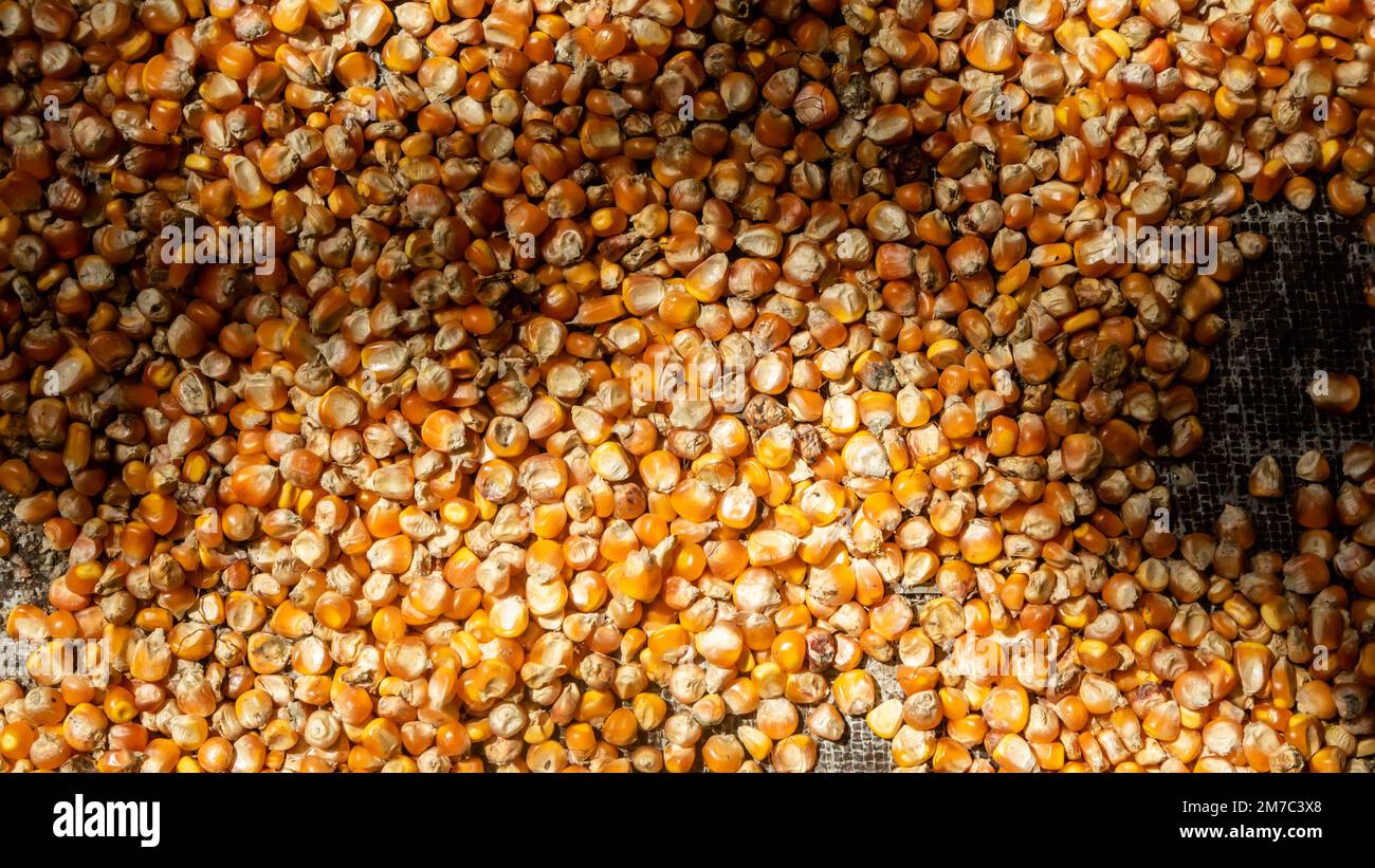 pile of corn kernels as background Stock Photo - Alamy