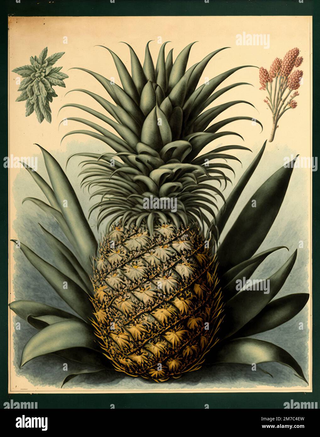 PINEAPPLE Victorian Retro Style Botanical Horticultural Illustration