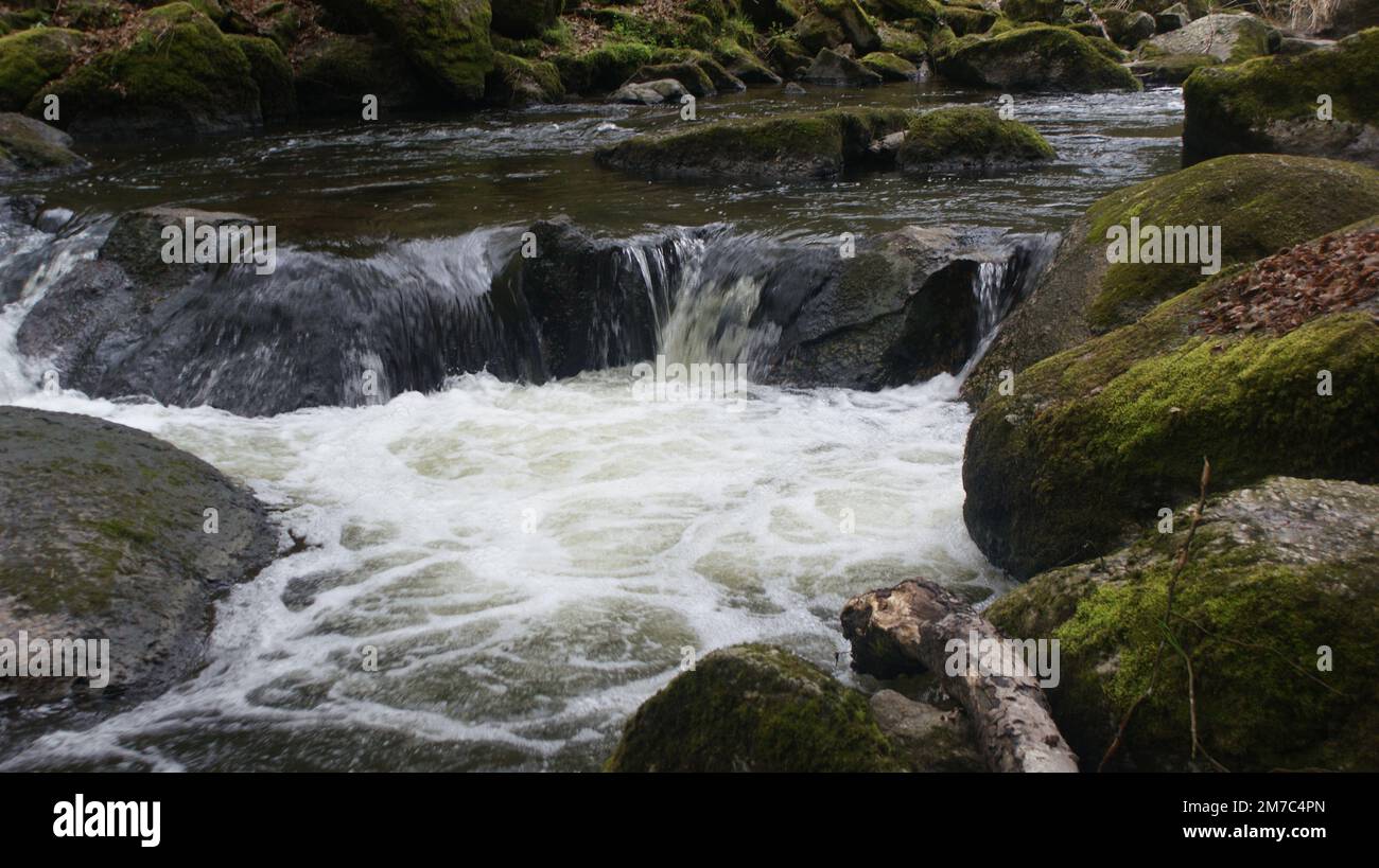 Mystical Forest Stock Photo