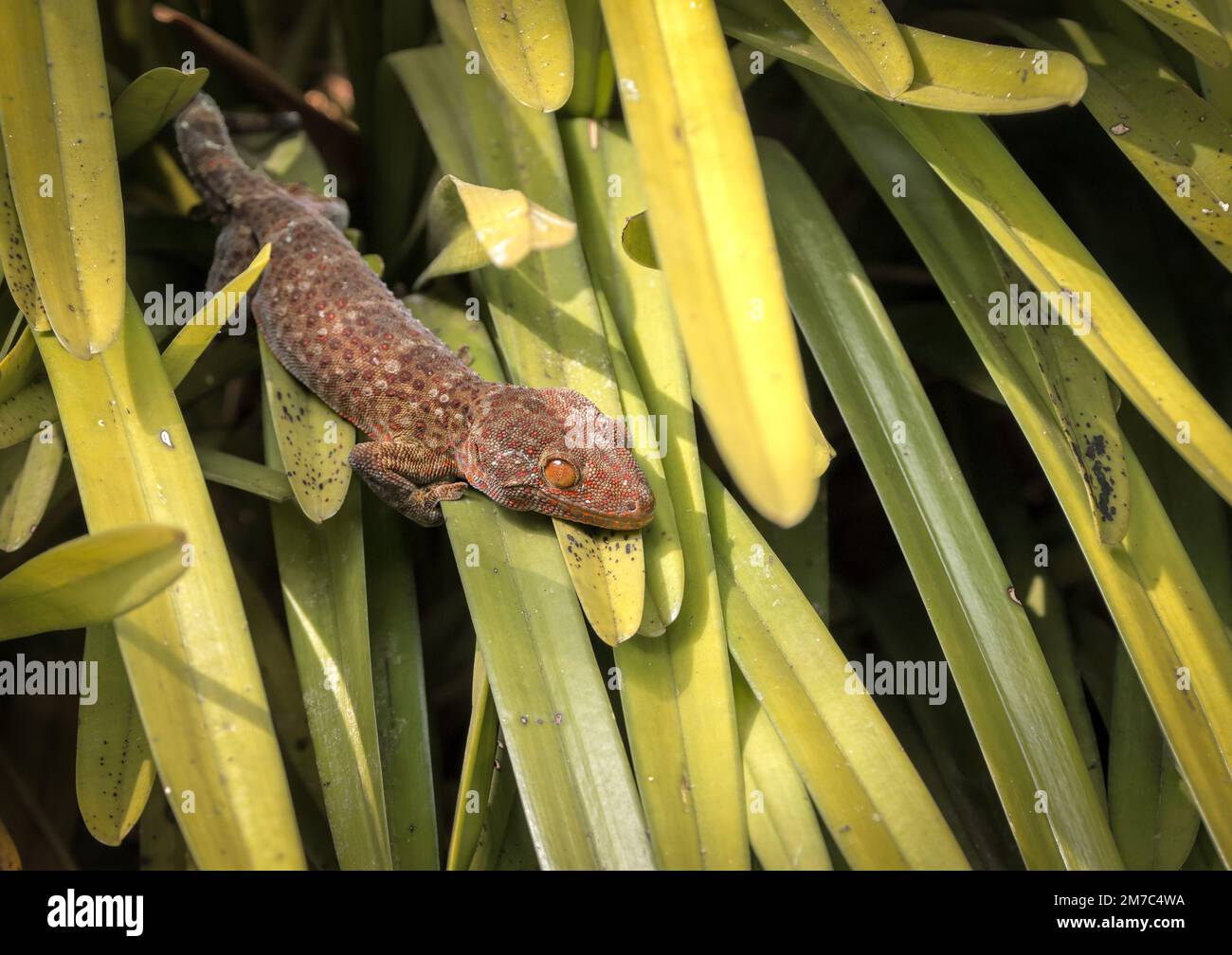 tokay gecko is a nocturnal arboreal gecko in the genus Gekko, the true geckos. It is native to Asia and some Pacific Islands. Stock Photo