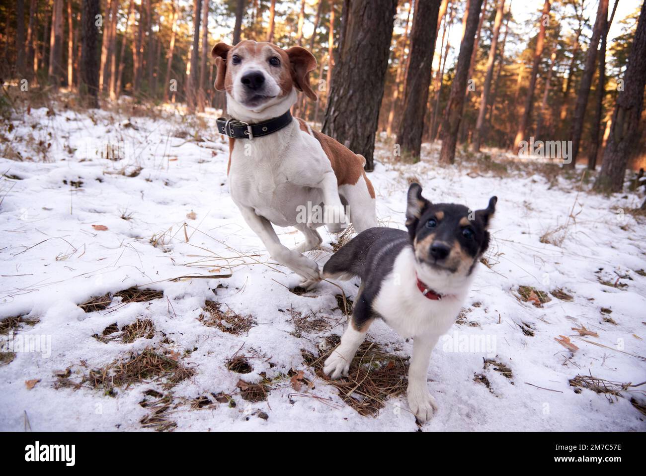 A beagle and a pooch in a winter forest. Stock Photo