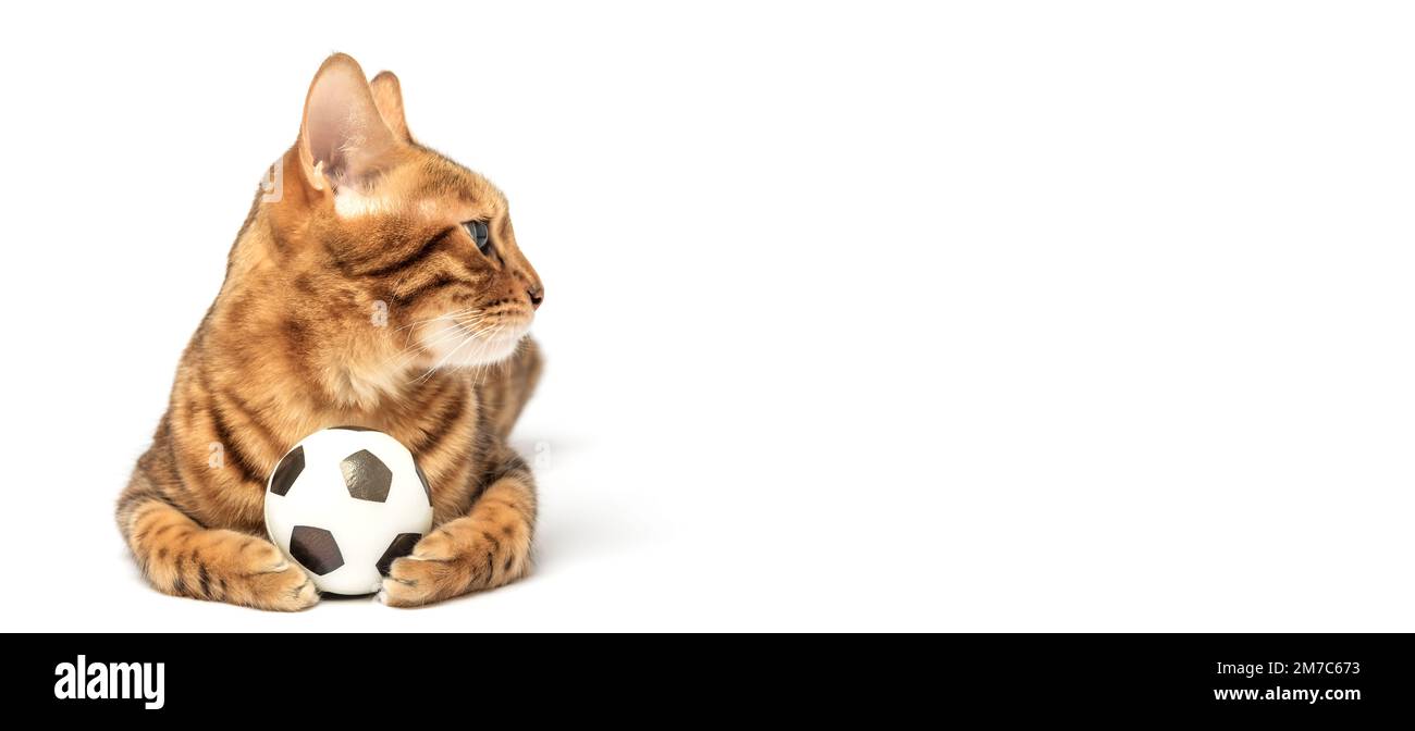 Bengal cat plays with a toy soccer ball isolated on a white background