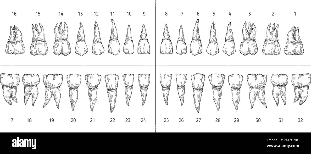 Tooth types sketch. Teeth with roots, dentist tooth numbers system and hand drawn premolar, molar, canine and incisor vector illustration set Stock Vector