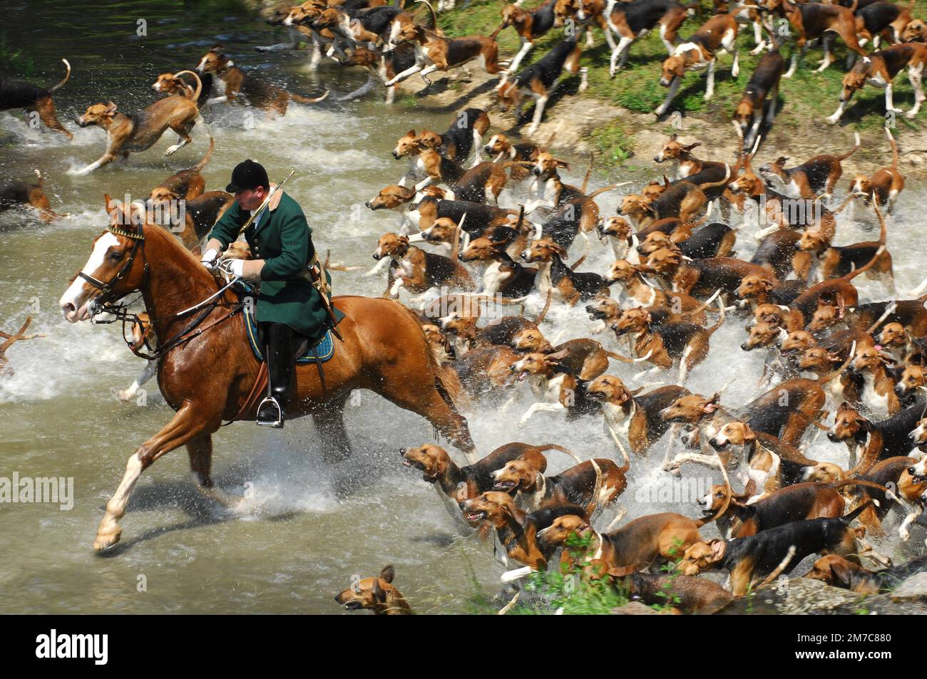 France. Seine et Marne (77) Venery in Fontainebleau forest. 'Chasse à courre' (Fox hunting), during  'Nature and Venerie ' festival, held each spring Stock Photo