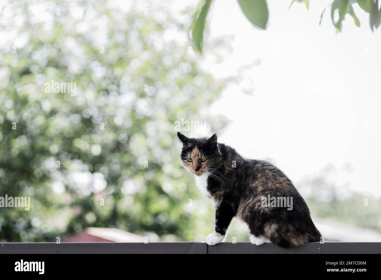 cute street cat is sitting on the fence. animal rescue Stock Photo - Alamy