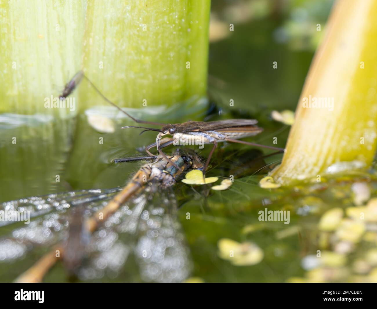 Pond Skater feeding on a Large Red Damselfly Stock Photo Alamy