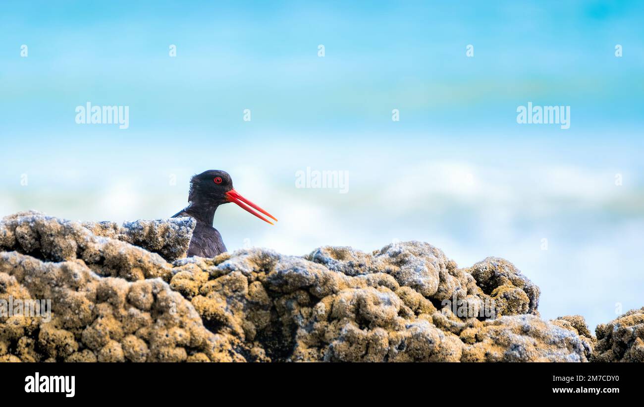 Oyster catcher hiding behind a rock Stock Photo
