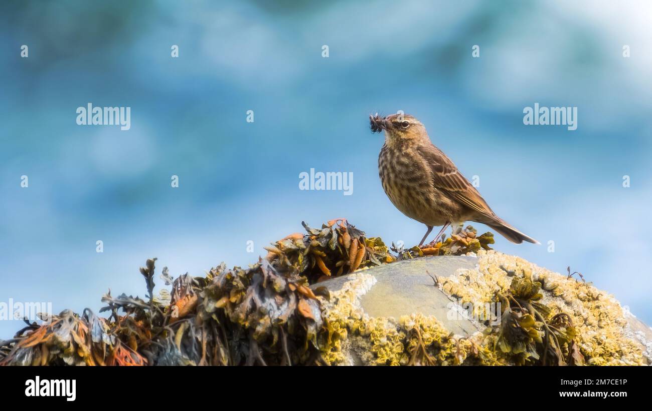 Rock Pipit With His Beak Full Of Food Stock Photo Alamy rock-pipit-with-his-beak-full-of-food-stock-photo-alamy