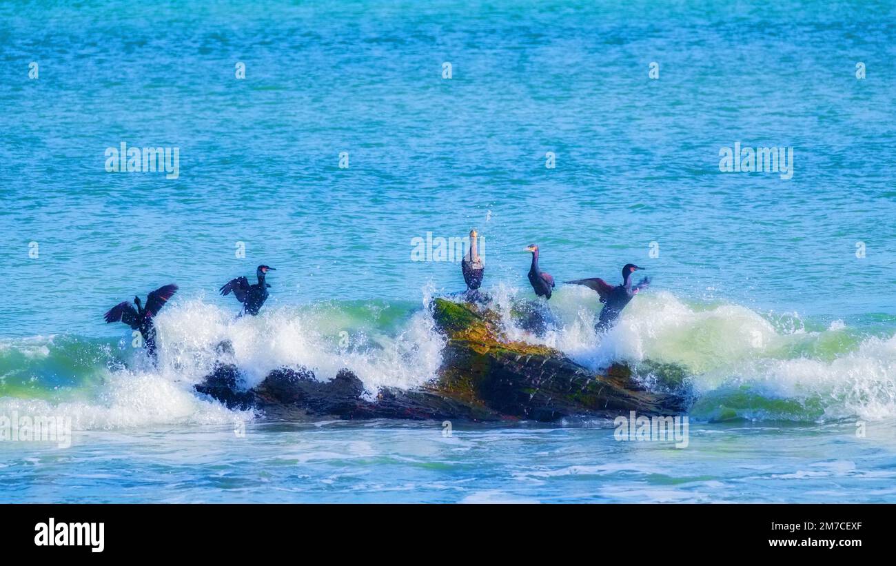 Cormorant and shags on a rock caught by a crashing wave (2 of 2) Stock Photo