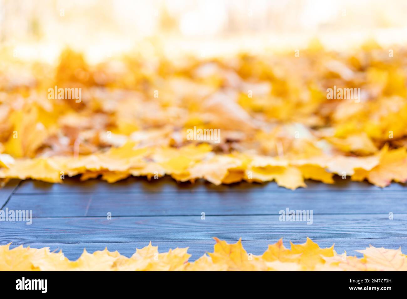 Empty wooden table nature bokeh background with autumn yellow maple ...